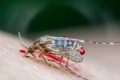 10 Irrtümer über Mücken