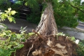 Trier: Sturmböen reißen Bäume um