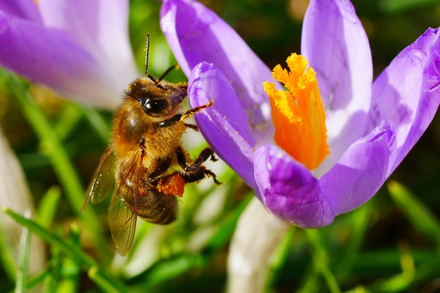 Bienen sammeln fleißig Nektar