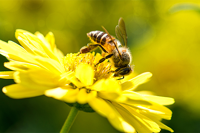 Interessante Fakten zur Biene