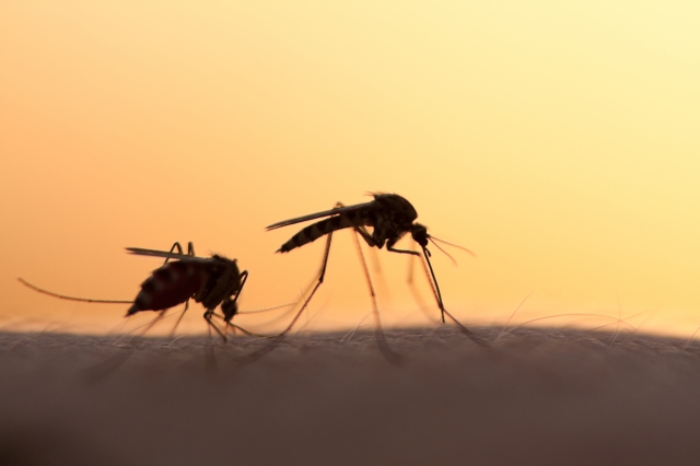 Zehn Irrtümer über Mücken