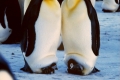 Welt der Pinguine und Robben