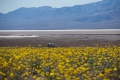 Blütenmeer in der Wüste