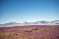 Die Atacama-Wüste blüht