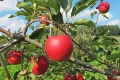 Äpfel: Richtig ernten und nutzen