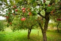 Äpfel: Richtig ernten und nutzen
