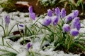 Schneefall begräbt Frühling