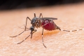 Örtlich regelrechte Mückenplage