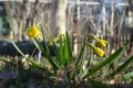 Februarfrühling weckt Natur