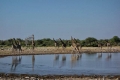 Auf Safari im Süden Afrikas