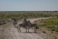 Auf Safari im Süden Afrikas