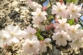 Blütenzauber im April
