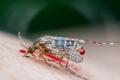 Zehn Irrtümer über Mücken