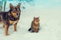 Hund, Katze und Co im Winter