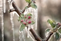 Kurios: Eis gegen Frostschäden