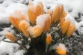 Unterkühlter Frühling in Bildern
