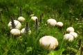 Richtig Pilze sammeln